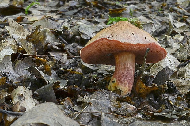 rubínovec obyčajný Chalciporus rubinus (W.G. Sm.) Singer