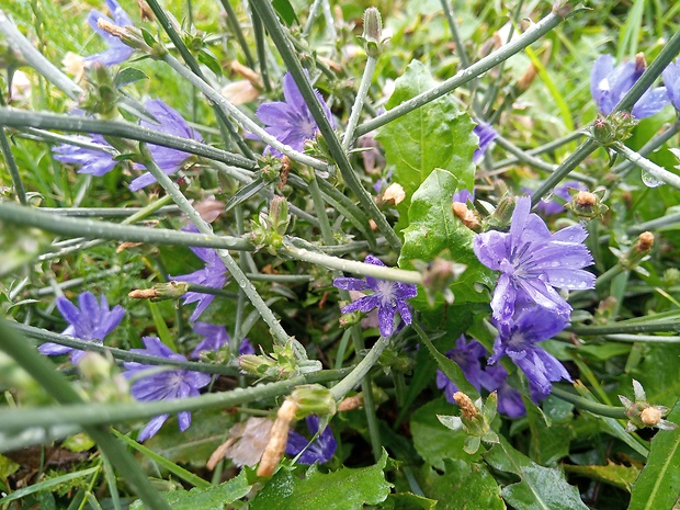 čakanka obyčajná Cichorium intybus L.