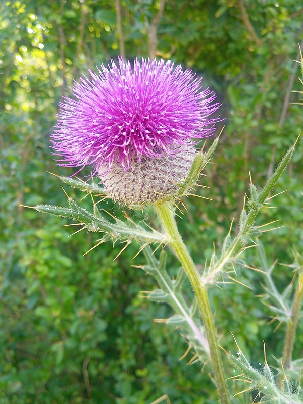 pichliač bielohlavý Cirsium eriophorum (L.) Scop.