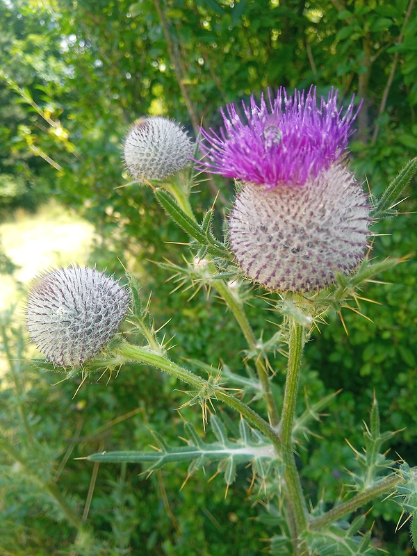 pichliač bielohlavý Cirsium eriophorum (L.) Scop.