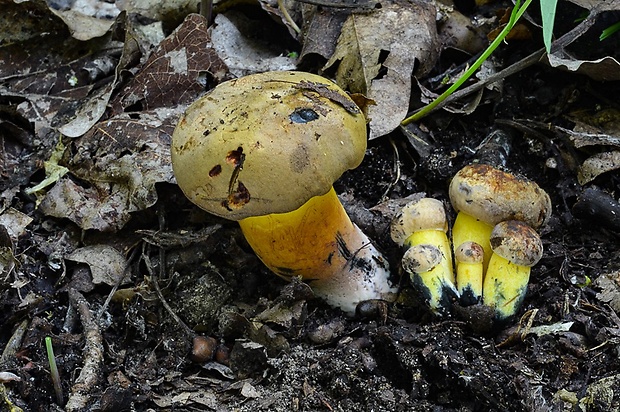 hríb modrejúci Cyanoboletus pulverulentus (Opat.) Gelardi, Vizzini & Simonini