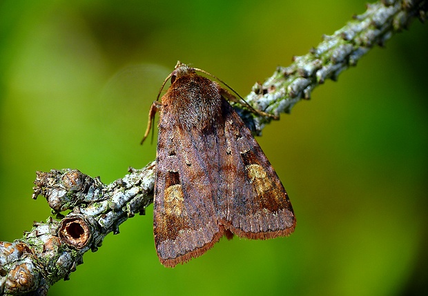 mora hnedočervená Diarsia brunnea