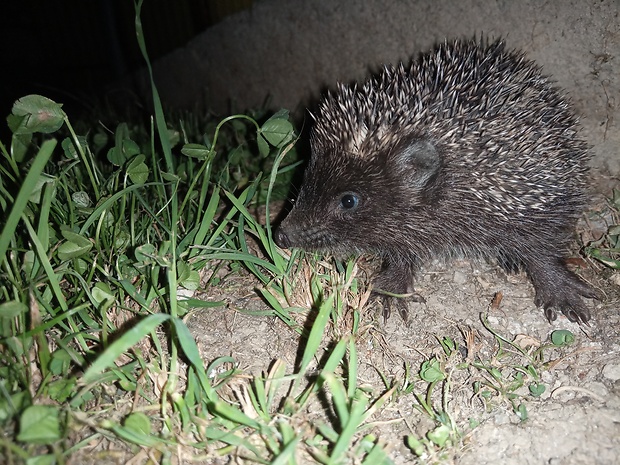 jež tmavý Erinaceus europaeus