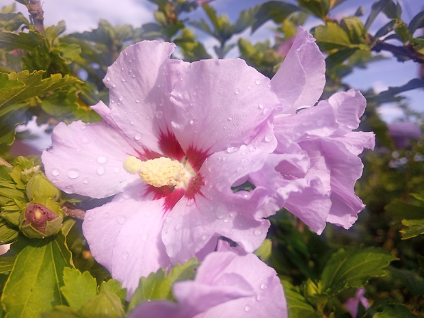 ibištek sýrsky Hibiscus syriacus L.