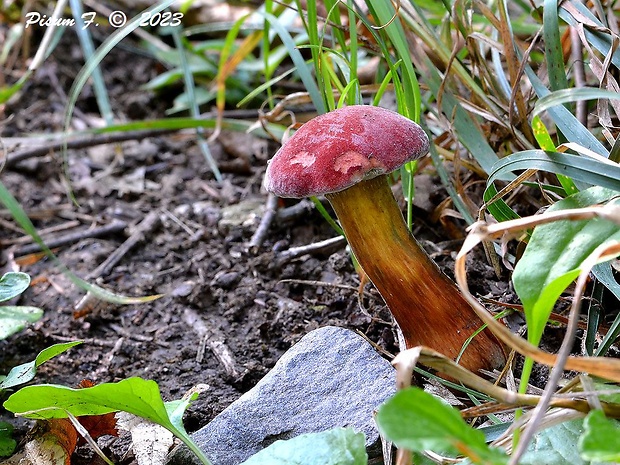 suchohríb karmínový Hortiboletus rubellus (Krombh.) Simonini, Vizzini & Gelardi