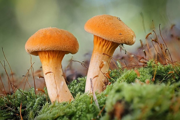 líška oranžová Hygrophoropsis aurantiaca (Wulfen) Maire