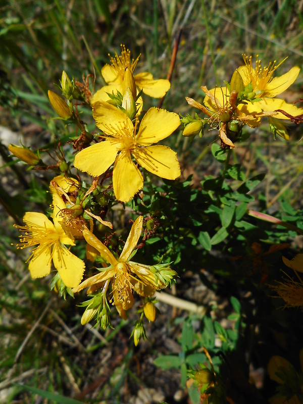 ľubovník bodkovaný Hypericum perforatum L.