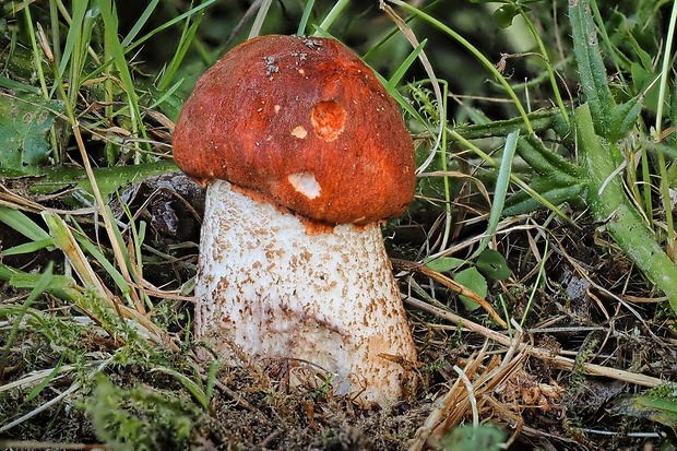 kozák dubový Leccinum aurantiacum (Bull.) Gray