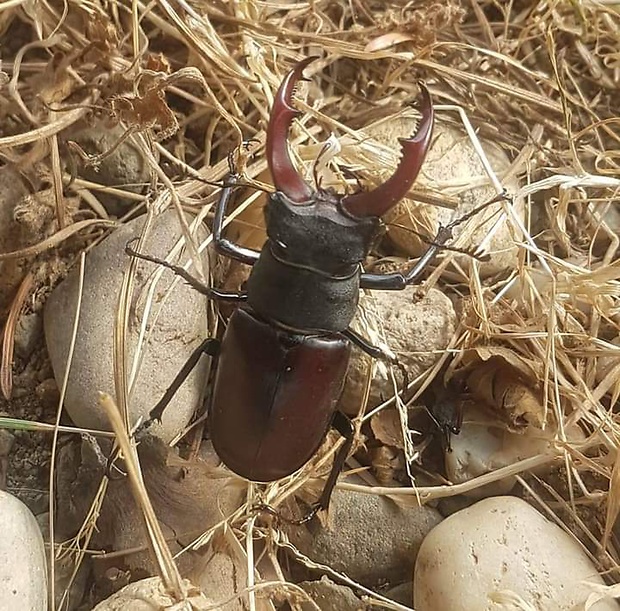 roháč veľký Lucanus cervus