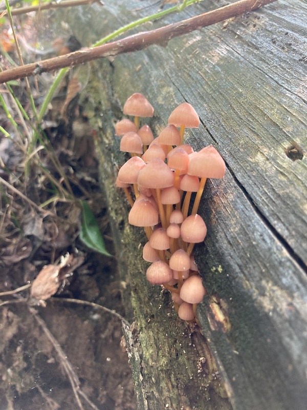 prilbička žltohlúbiková Mycena renati Quél.