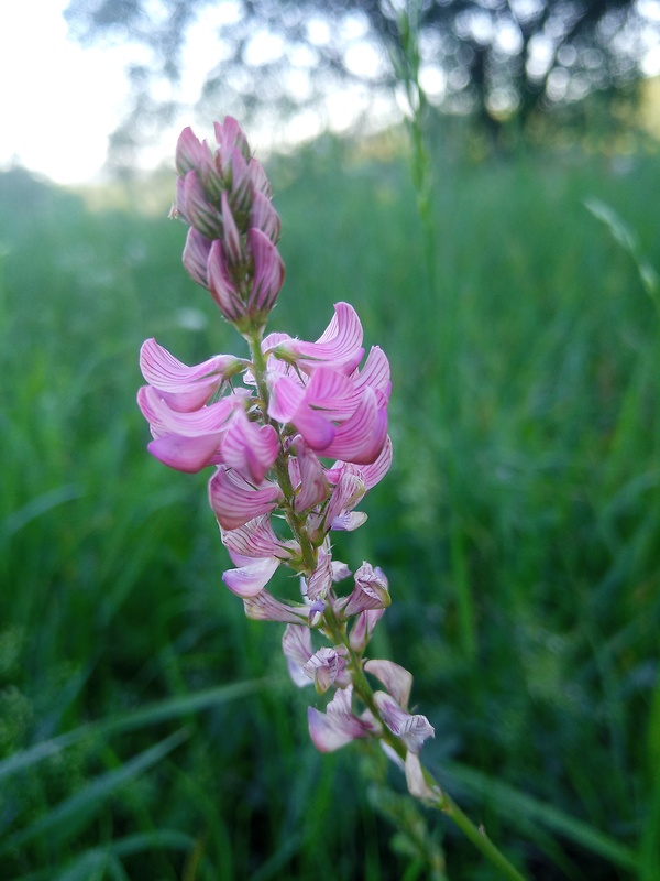 vičenec vikolistý Onobrychis viciifolia Scop.