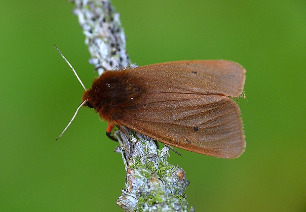 spriadač štiavcový Phragmatobia fuliginosa