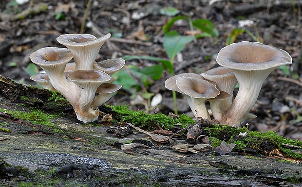 hliva lievikovitá Pleurotus cornucopiae (Paulet) Rolland