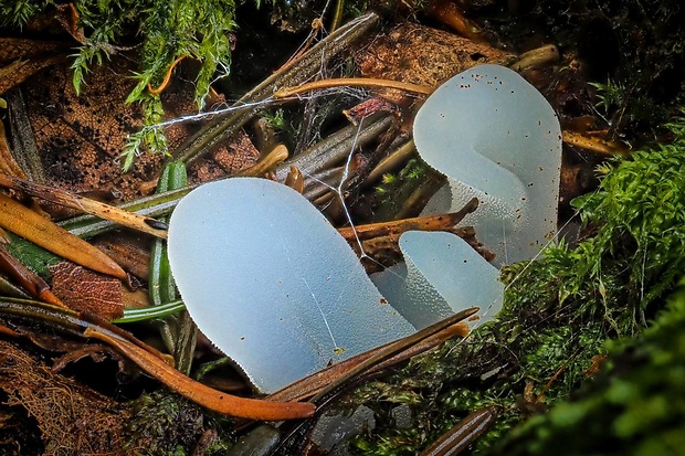 pajelenka želatínová Pseudohydnum gelatinosum (Scop.) P. Karst.