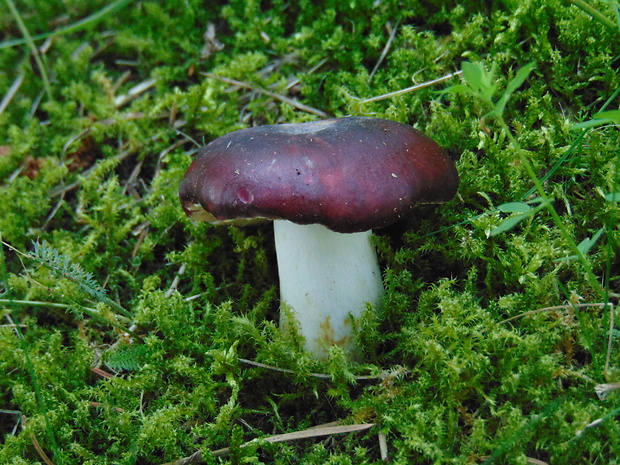 plávka Russula sp.