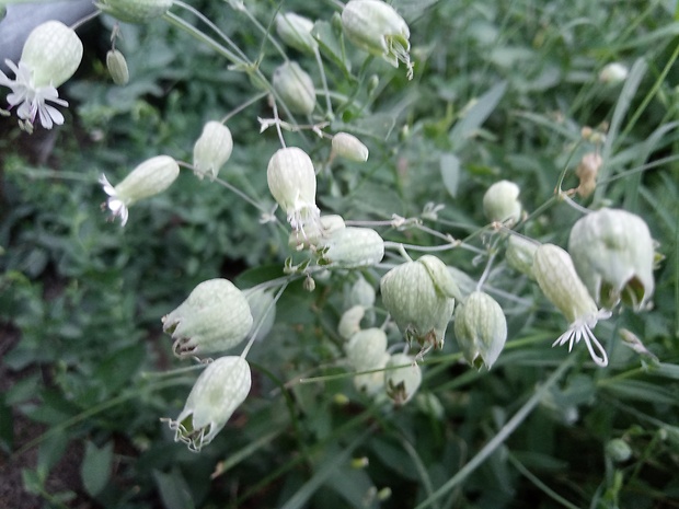 silenka obyčajná Silene vulgaris (Moench) Garcke