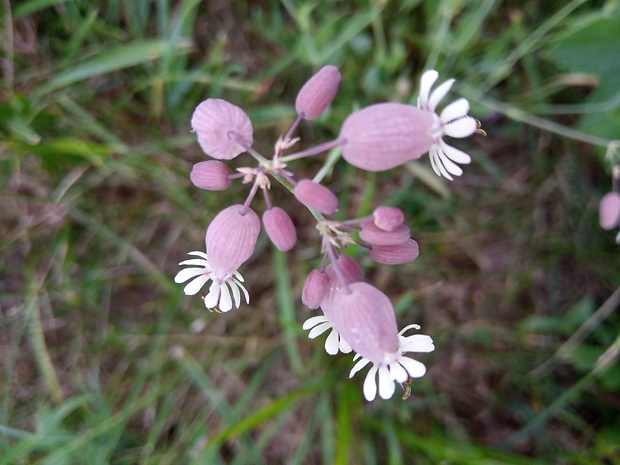 silenka obyčajná Silene vulgaris (Moench) Garcke