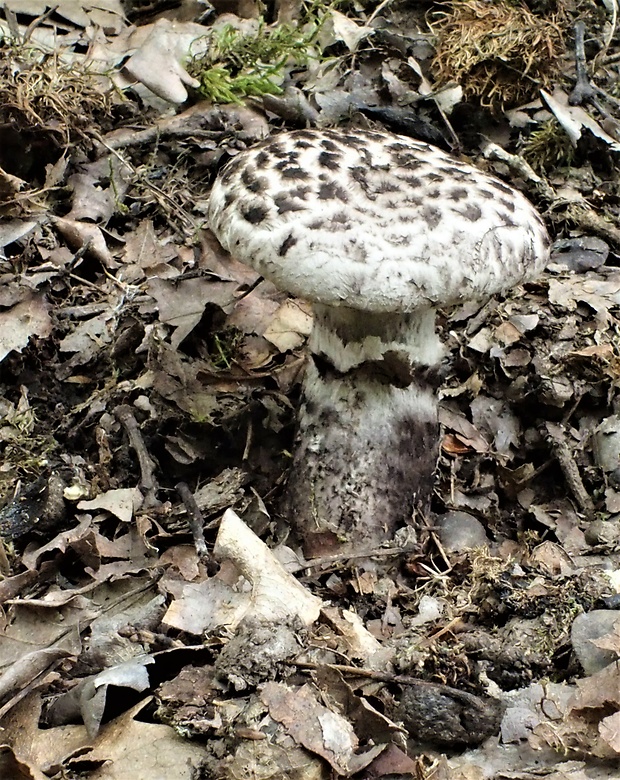 šiškovec šupinatý Strobilomyces strobilaceus (Scop.) Berk.