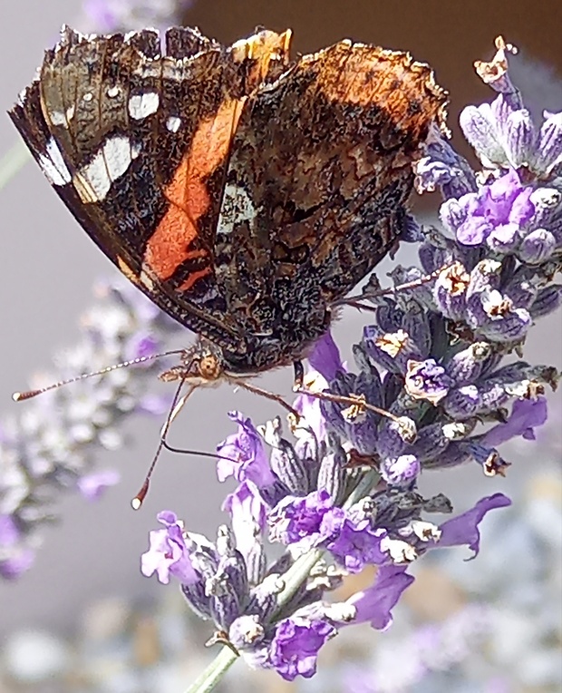 babôčka admirálska Vanessa atalanta