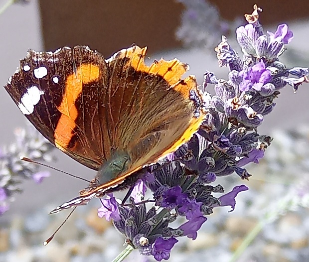 babôčka admirálska Vanessa atalanta