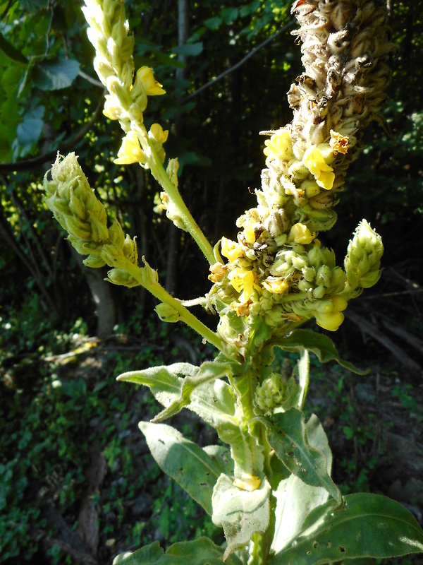 divozel veľkokvetý Verbascum densiflorum Bertol.