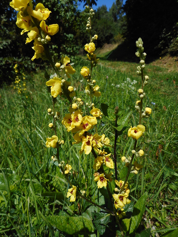 divozel čierny Verbascum nigrum L.