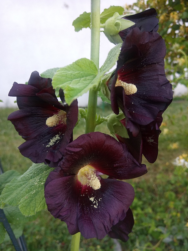 ibiš ružový Althaea rosea (L.) Cav.