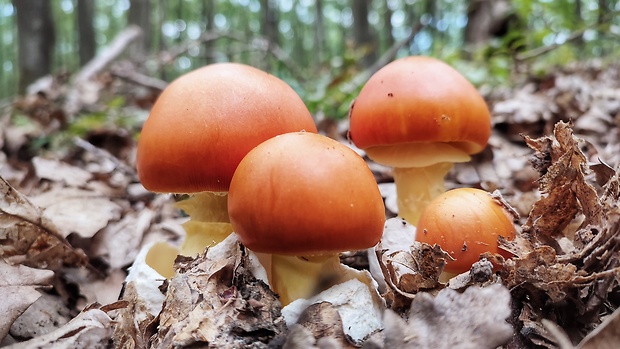 muchotrávka cisárska Amanita caesarea (Scop.) Pers.