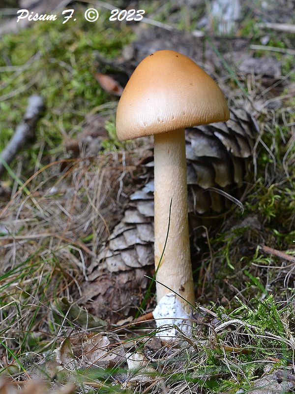 muchotrávka oranžová Amanita crocea (Quél.) Singer