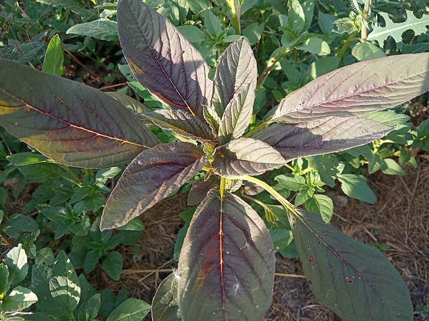 láskavec metlinatý Amaranthus cruentus L.