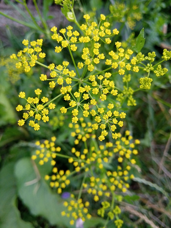 kôpor voňavý Anethum graveolens L.