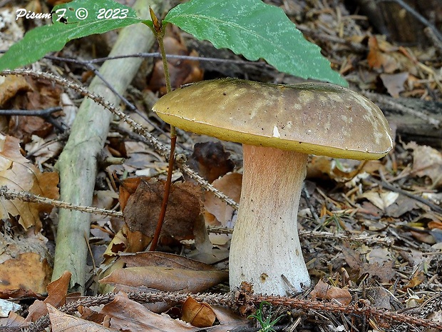 hríb smrekový Boletus edulis Bull.