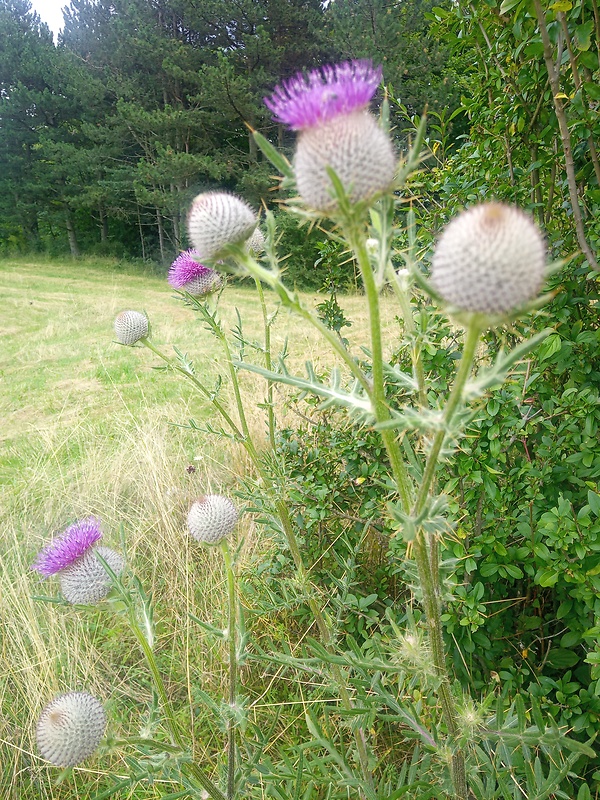 pichliač bielohlavý Cirsium eriophorum (L.) Scop.