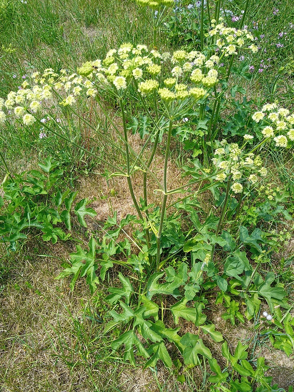 boľševník borščový Heracleum sphondylium L.