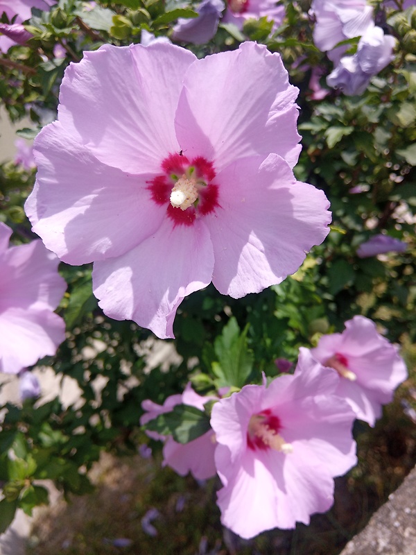 ibištek sýrsky Hibiscus syriacus L.