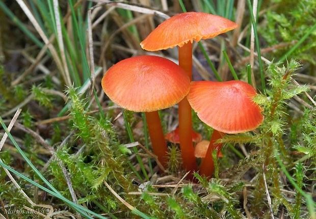 lúčnica bradavkatá Hygrocybe subpapillata Kühner