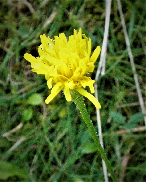 púpavec srstnatý Leontodon hispidus L.