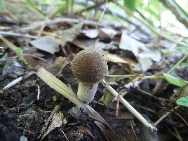 prášnica huňatá Lycoperdon umbrinum Hornem.