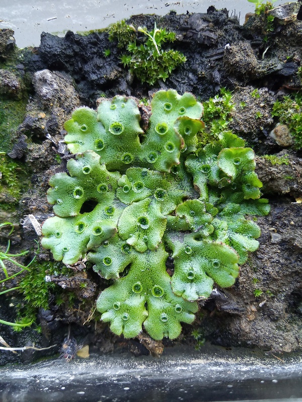 porastnica Marchantia polymorpha