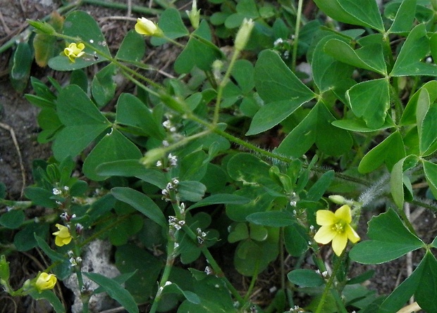 kyslička európska Oxalis fontana