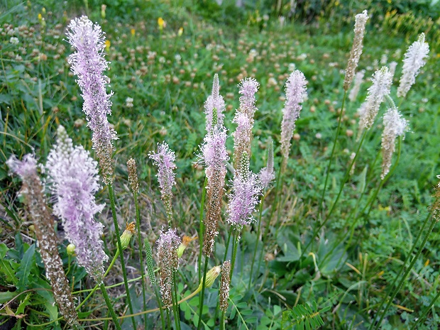 skorocel prostredný Plantago media L.