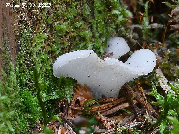 pajelenka želatínová Pseudohydnum gelatinosum (Scop.) P. Karst.