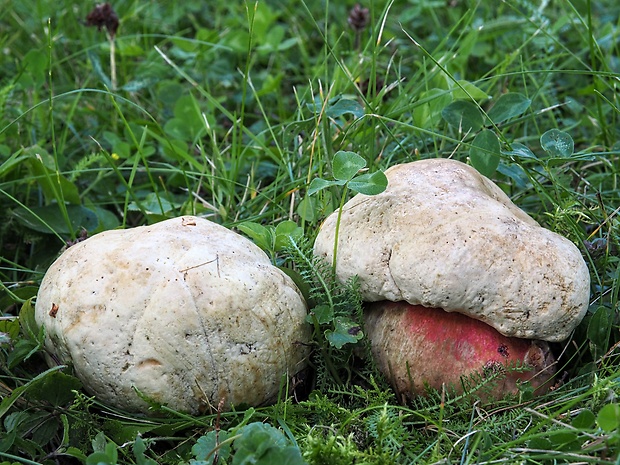 hríb satanský Rubroboletus satanas f. satanas (Lenz) Kuan Zhao & Zhu L. Yang