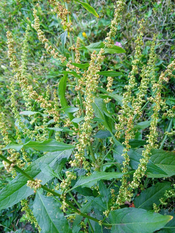 štiavec kučeravý Rumex crispus L.