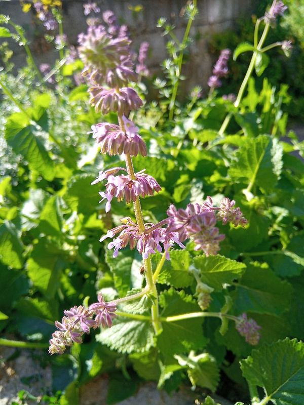 šalvia praslenatá Salvia verticillata L.