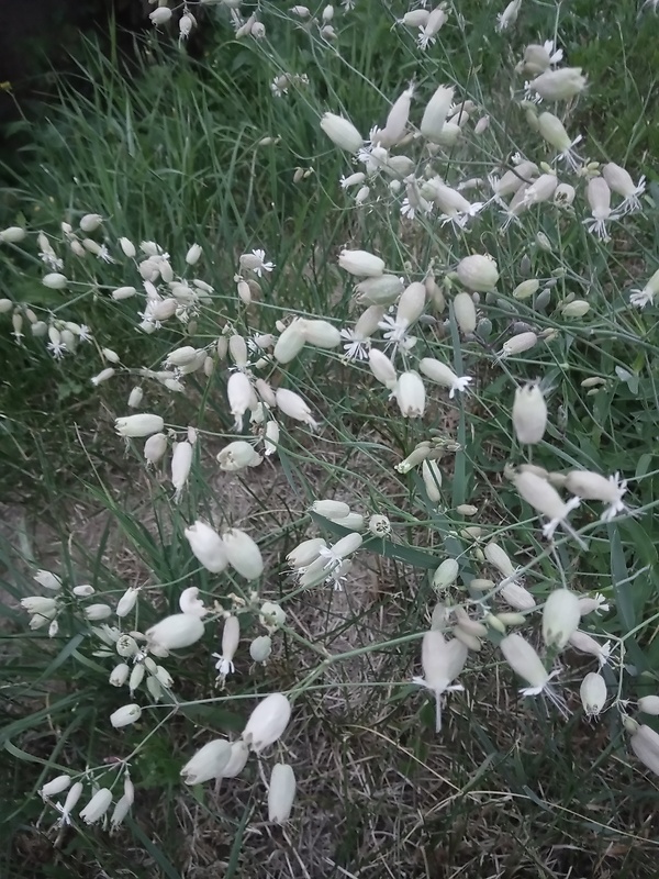 silenka obyčajná Silene vulgaris (Moench) Garcke