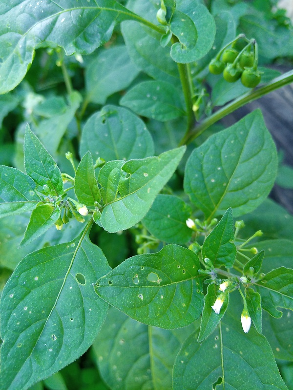 ľuľok čierny Solanum nigrum L.