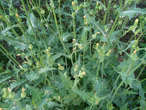 mlieč drsný Sonchus asper (L.) Hill.