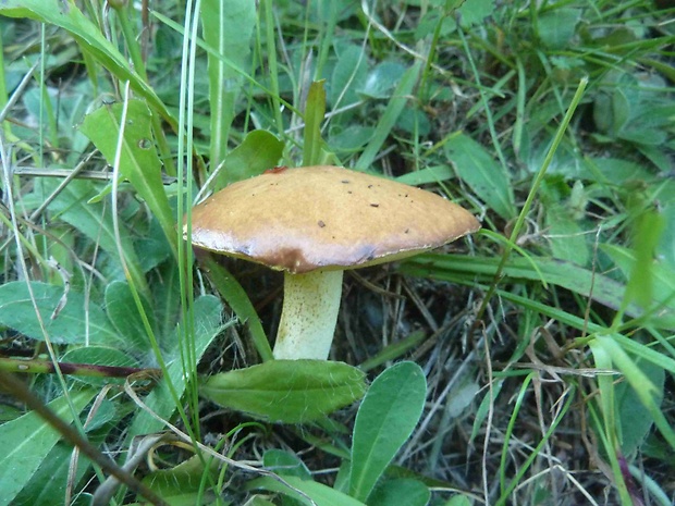 masliak zrnitý Suillus granulatus (L.) Roussel