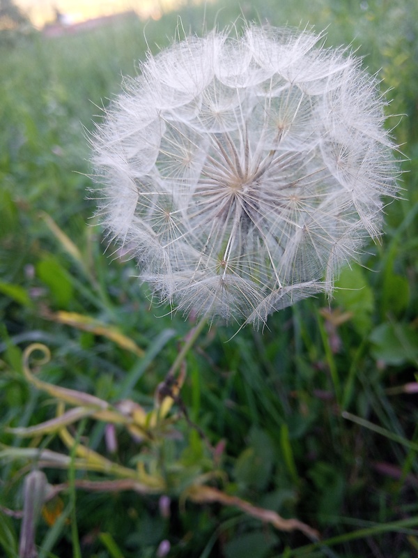 kozobrada lúčna Tragopogon pratensis L.